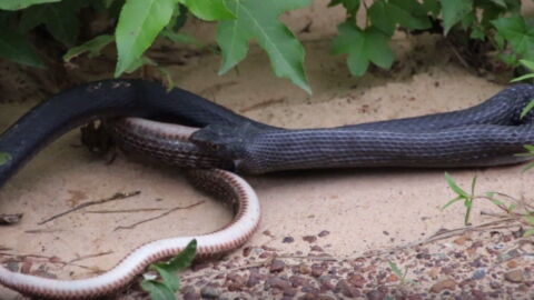 American Couple Catches Video Of A Snake 'Spitting Out' Another Snake