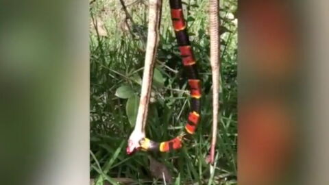 Two snakes battle it out all while being attacked by a wasp