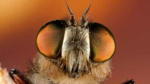 After complaining of arm pains after her holidays, doctors found this in her arm