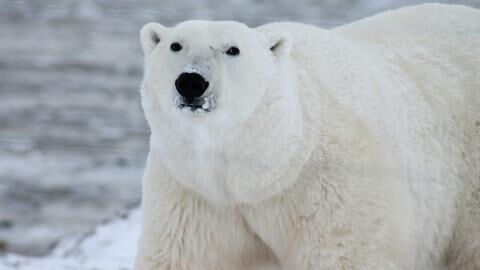Hotel with 2 polar bears held captive in horrendous conditions causes outrage