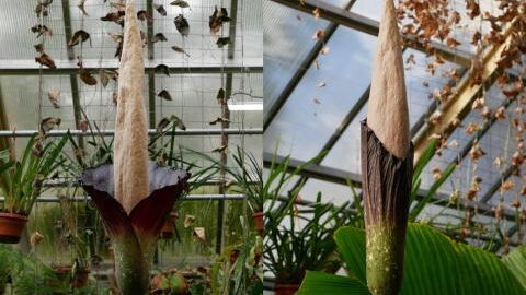 Stinky 'penis plant’ blooms for the first time in 24 years