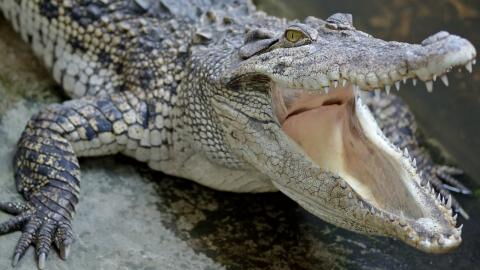 Man takes selfie with ‘fake’ crocodile and gets his arm ripped apart