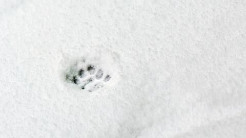 Woman rescues mysterious animal but experts have no idea what species it really is