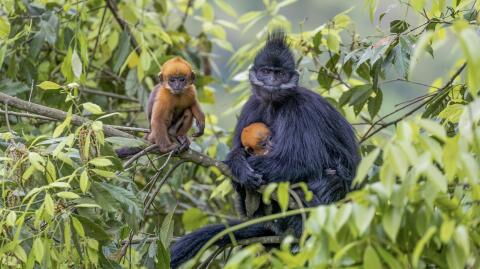 Only 3% of the Earth's surface is still intact, according to a study