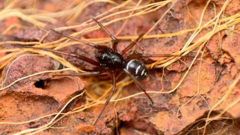 False widow spiders are overtaking UK and Ireland Homes at alarming rate