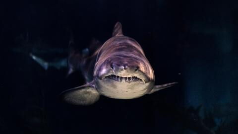 Science finally reveals why sharks attack humans