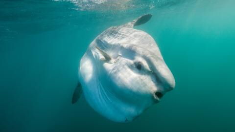 Man captures unbelievable footage of this unusual looking fish in the UK (VIDEO)