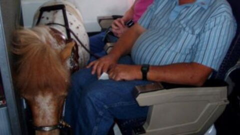 The Incredible Carry On This Woman Brought On The Plane With Her