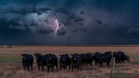 Three Cows That Were Swept To Sea By A Hurricane Were Found Alive And Well On An Island