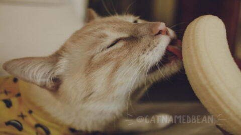 Bean the Cat Has an Obsession With Bananas That the Internet Is Absolutely Loving