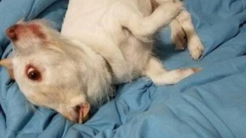 Twitter Users Are Left Baffled as They Just Can't Agree What Animal Is in the Photo