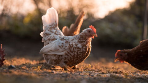 He Thought His Chicken Was Dead but Was Pleasantly Surprised When He Poked Her