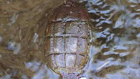 Father and son were moments away from danger after mistaking a grenade for a turtle