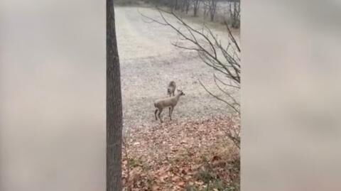 Deer Gets the Shock of Its Life After Attacking Another Deer