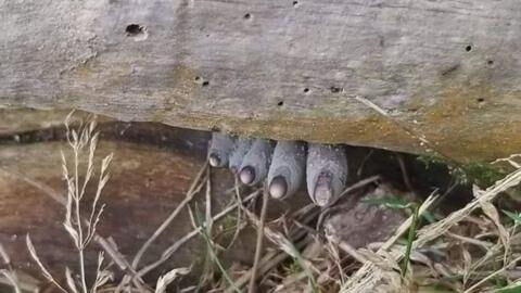 Everyone's Talking About This Picture of What Looks Like a Dead Man's Fingers