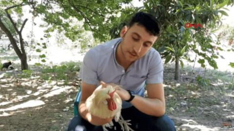 Hybrid Animal? Rooster With Horns Growing Out of Its Head Is the Talk of Twitter