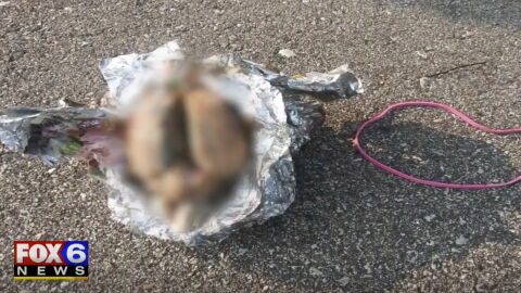 Curious construction worker left shocked after finding a brain at the beach