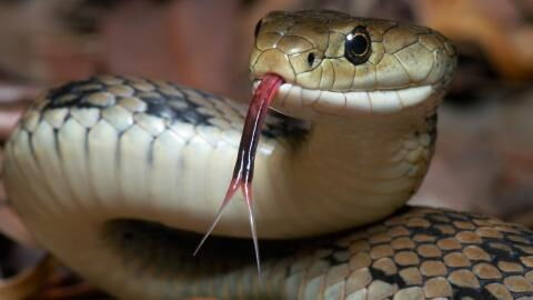 A Man Used a Giant Snake as a Mask on a City Bus