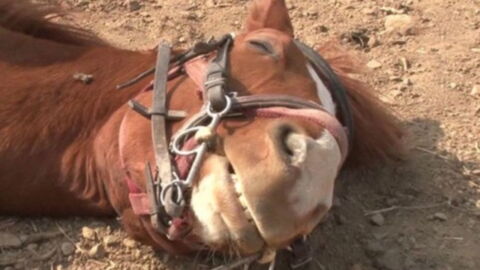 This Horse Plays Dead Every Time Someone Tries to Ride It (VIDEO)