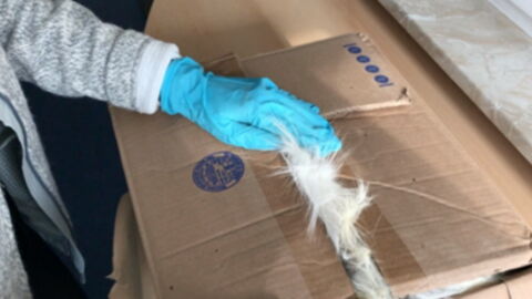 Customs Officers Couldn't Believe Their Eyes When They Saw What Was Inside This Package