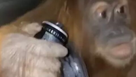 Internet users were left furious after seeing Brits feeding energy drinks to an orangutan