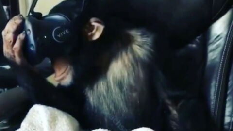 What We've Always Wondered: What Happens When A Monkey Wears A VR Headset?
