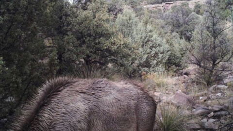 Can you find the mountain lion hiding in this photo?