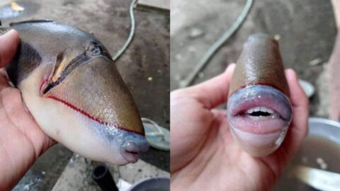 A fish with bizarre human-like features has internet users freaking out