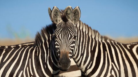 This photo of two zebras has completely divided the internet