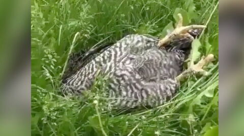 He thought his hen was dead but got a surprise when he touched it