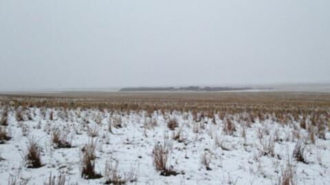 Optical illusion: There are 500 sheep in this photo but no one can find them