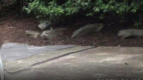 Nobody Can See the Car In This Optical Illusion Picture