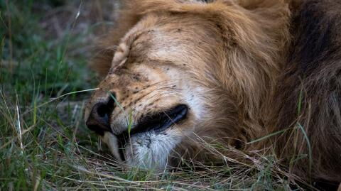 This lion's snoring will put any human's to shame (video)