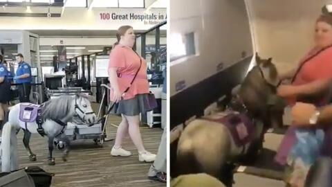 This woman flies with her miniature horse