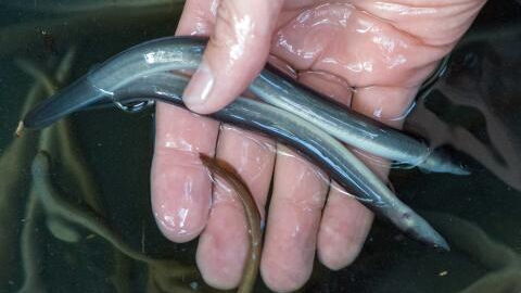 Man almost dies after inserting an eight inch long eel into his anus
