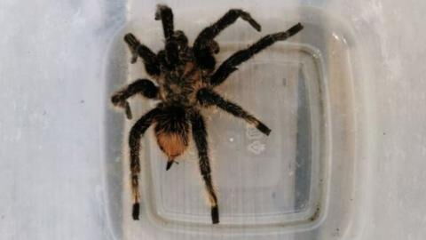 Man found a tarantula so ‘humongous’, he had to call the police