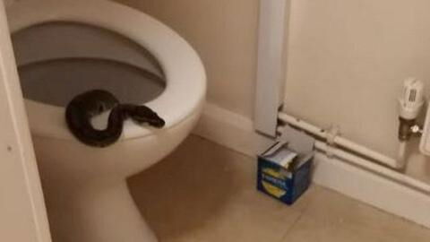 Woman terrified to find python sticking its head out of her toilet at 5am