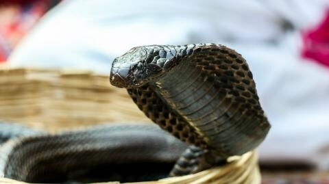 Animal attack: Cobra hiding in toilet mangles man's testicles