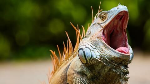 Iguanas are falling from the sky in Florida