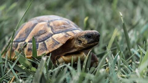 Runaway tortoise that was lost for a year found just half a mile from it’s home