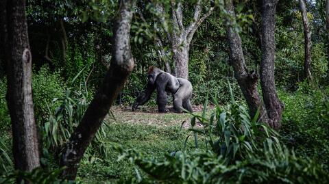 The world's rarest gorilla was photographed for the first time in Nigeria