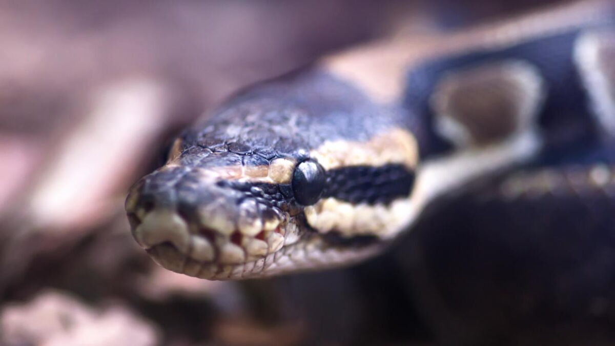 These Heroic Villagers Saved A Dog Being Strangled To Death By A Python