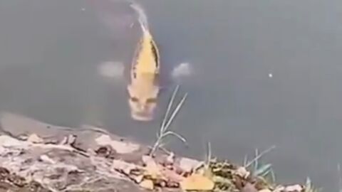 This fish with a human face is terrifying the web