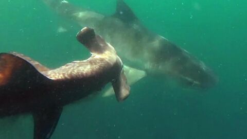 Shark vs shark: A tiger shark tries to take on a hammerhead