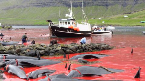 Disturbing Footage of This Traditional Ceremony in the Faroe Islands Has Caused Outrage