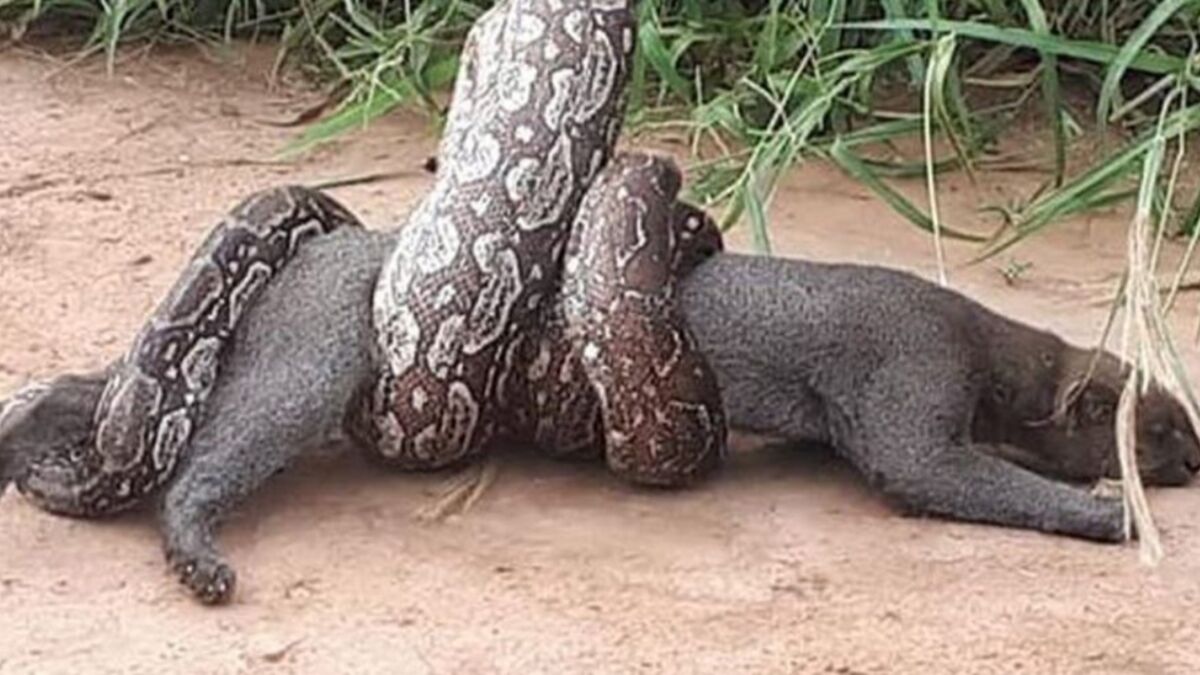 Massive Boa Caught On Film Wrapping Itself Around a Wildcat