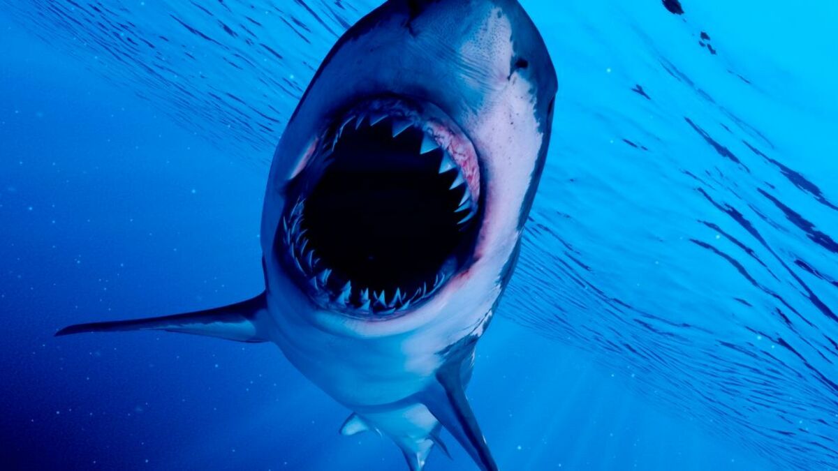 Meet the scariest sharks to swim this Earth...