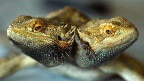 16 Seriously Freaky Two Headed Animals Found Alive and Well