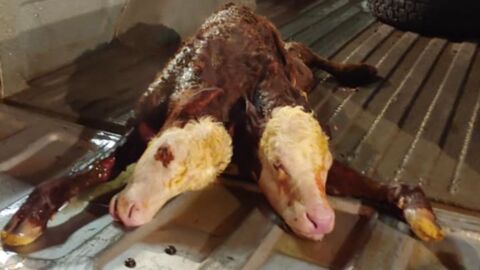 Farmers were left shocked after birthing this two headed cow