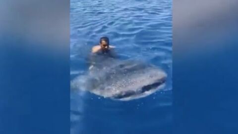 Shocking video shows man riding the back of a whale shark